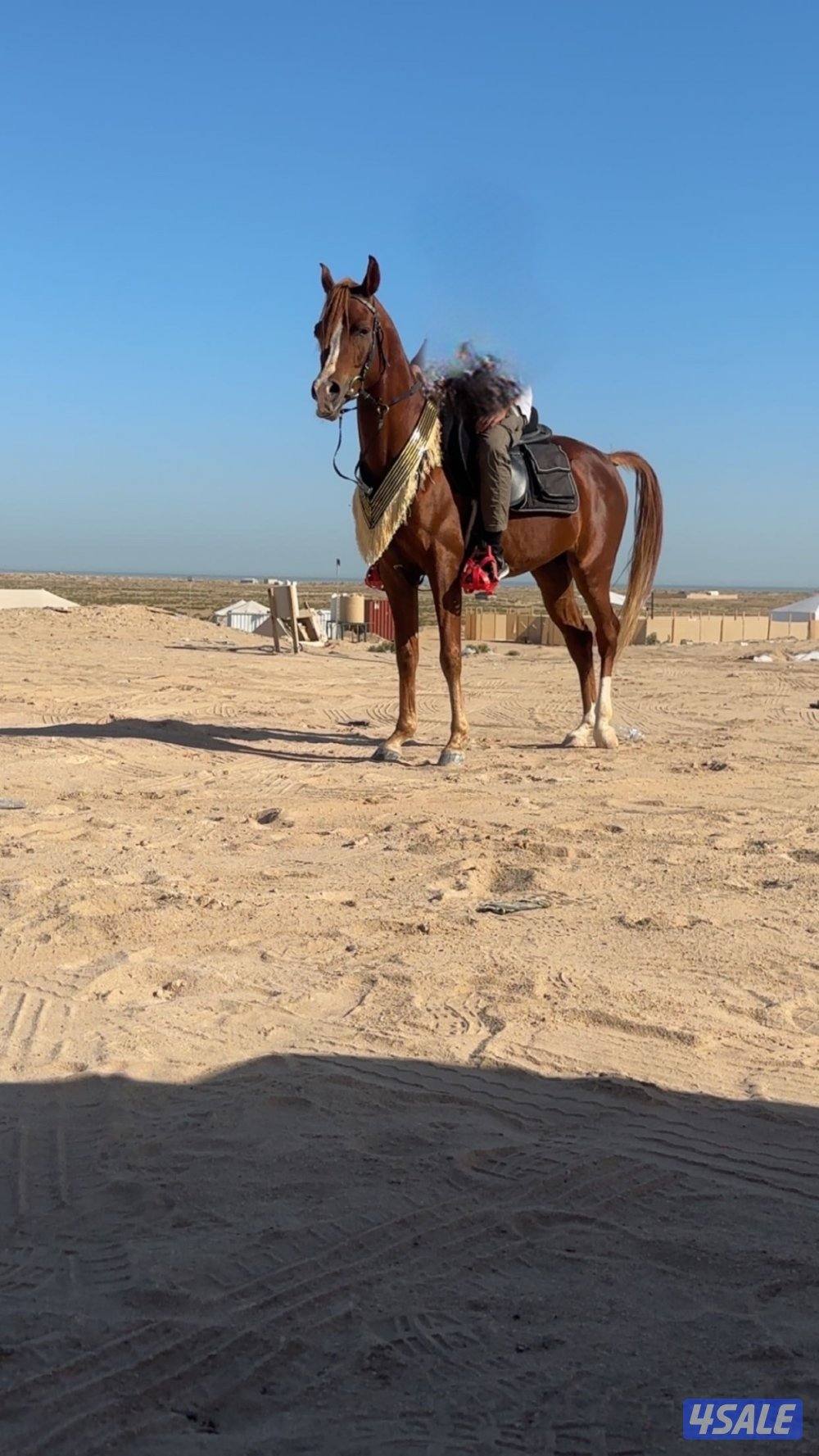 فحل مكس طيب5