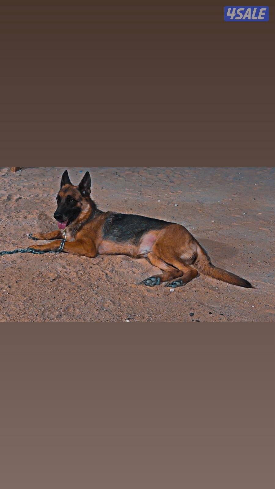 للبيع نثيه جيرمن0