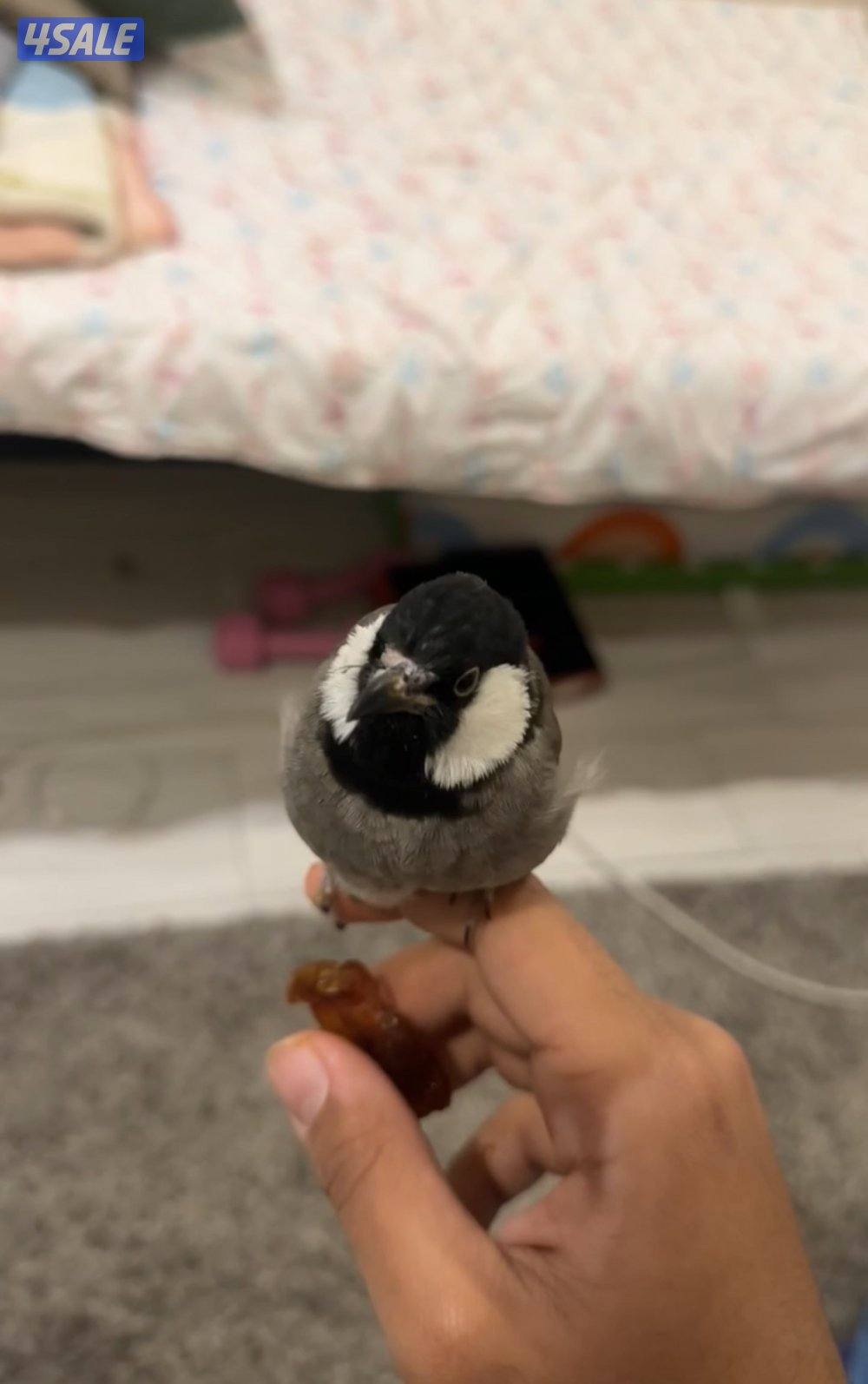 بلابل ربوه0