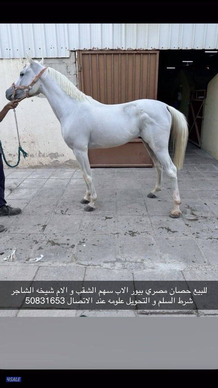 حصان مصري بيور0