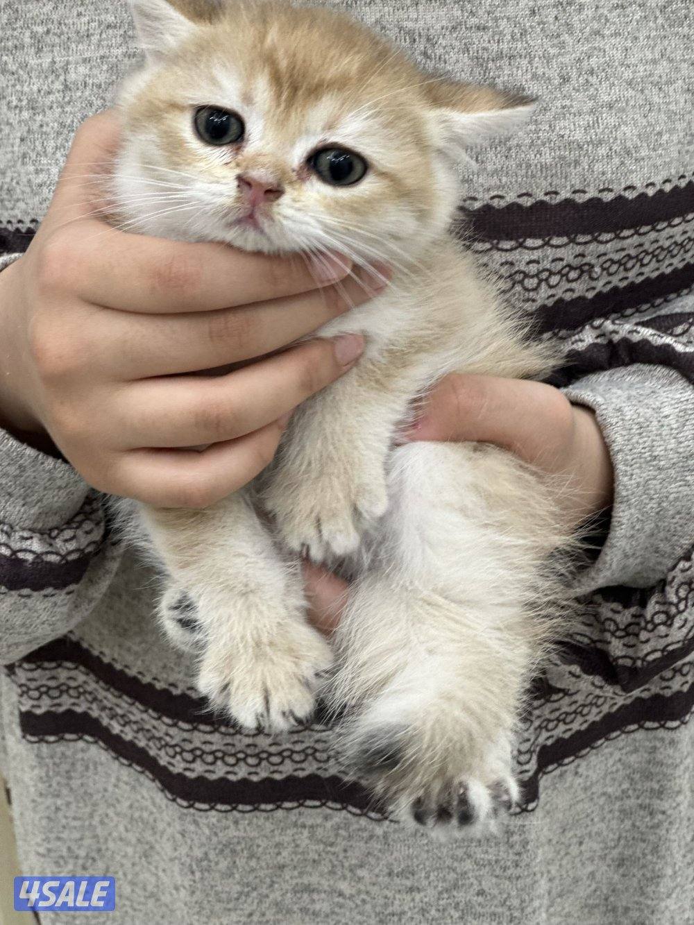 كيتن ذكر للبيع مستوى عالي جدا من ابو برتش بيور جميييل4