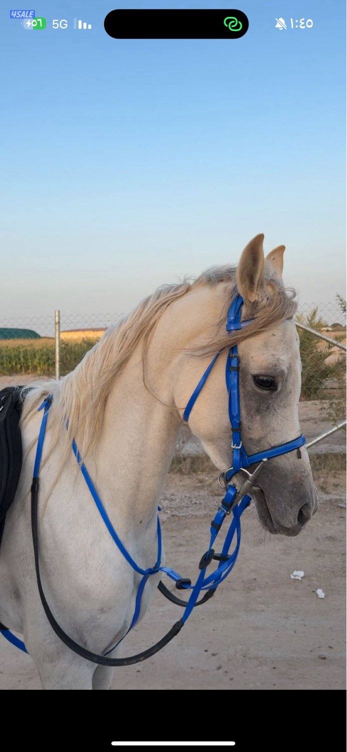 للبيع حصان مصري0