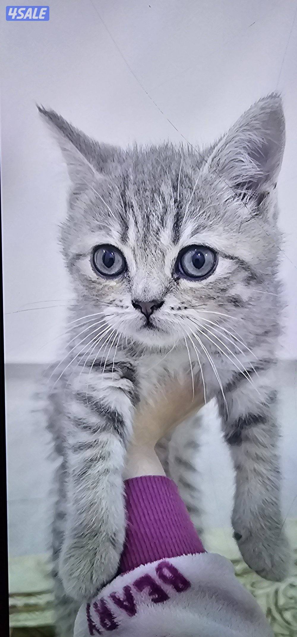 بريتش شورت هير - ذكر1