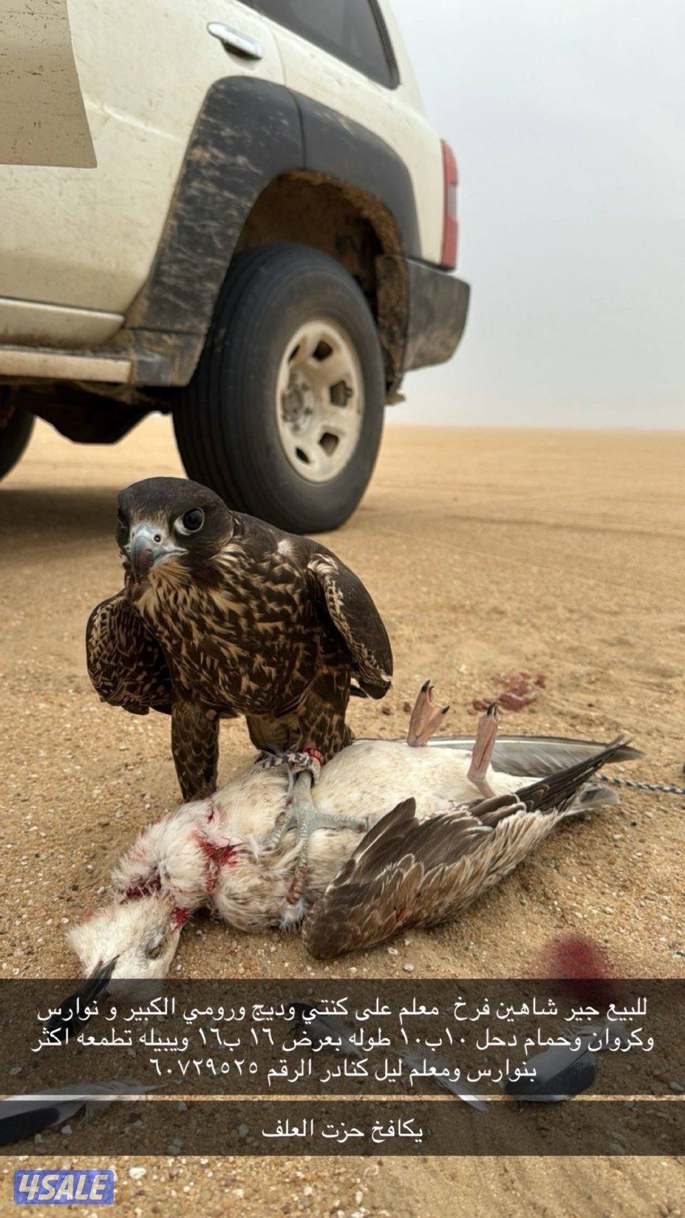 للبيع جير شاهين فرخ0