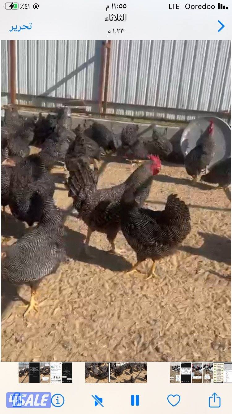 مجموعة سلالة بلايموث روك من ديج و5 دجاجات مطعمين رباعي وصحتهم ممتازة0