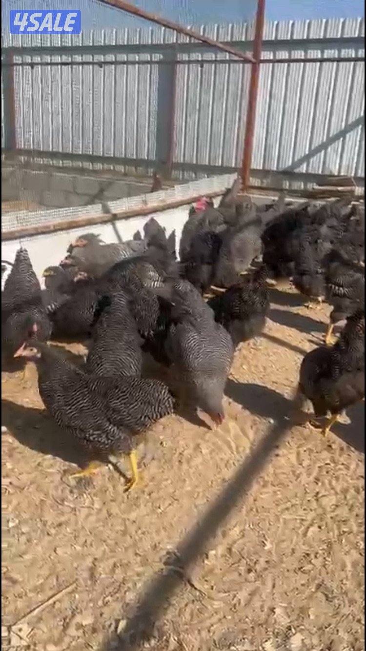 مجموعة سلالة بلايموث روك من ديج و5 دجاجات مطعمين رباعي وصحتهم ممتازة1