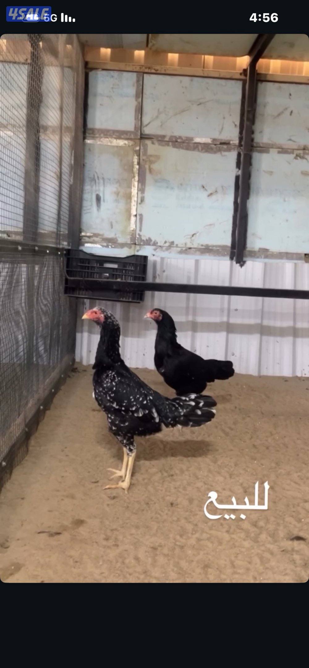 دجاج تايلندي0