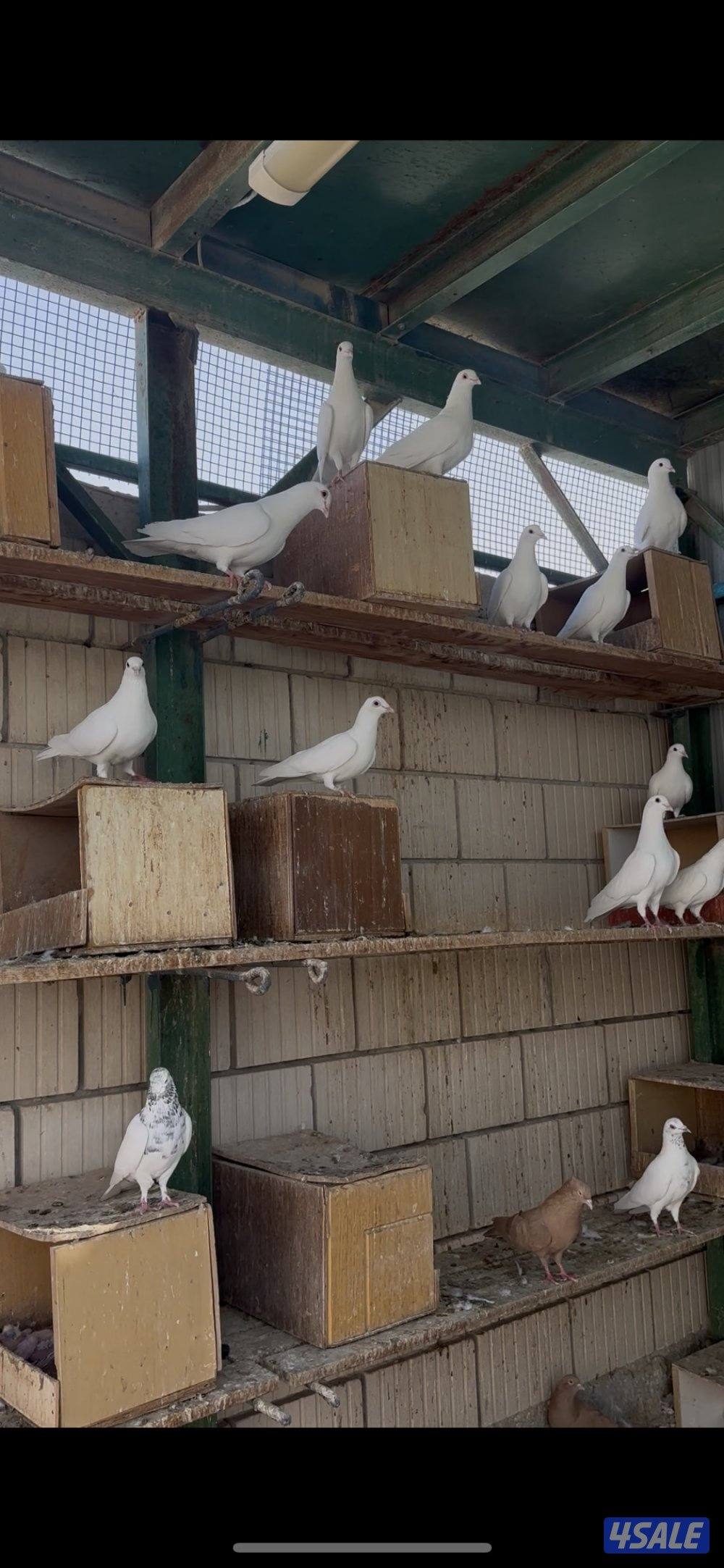 للبيع حمام لاحم0