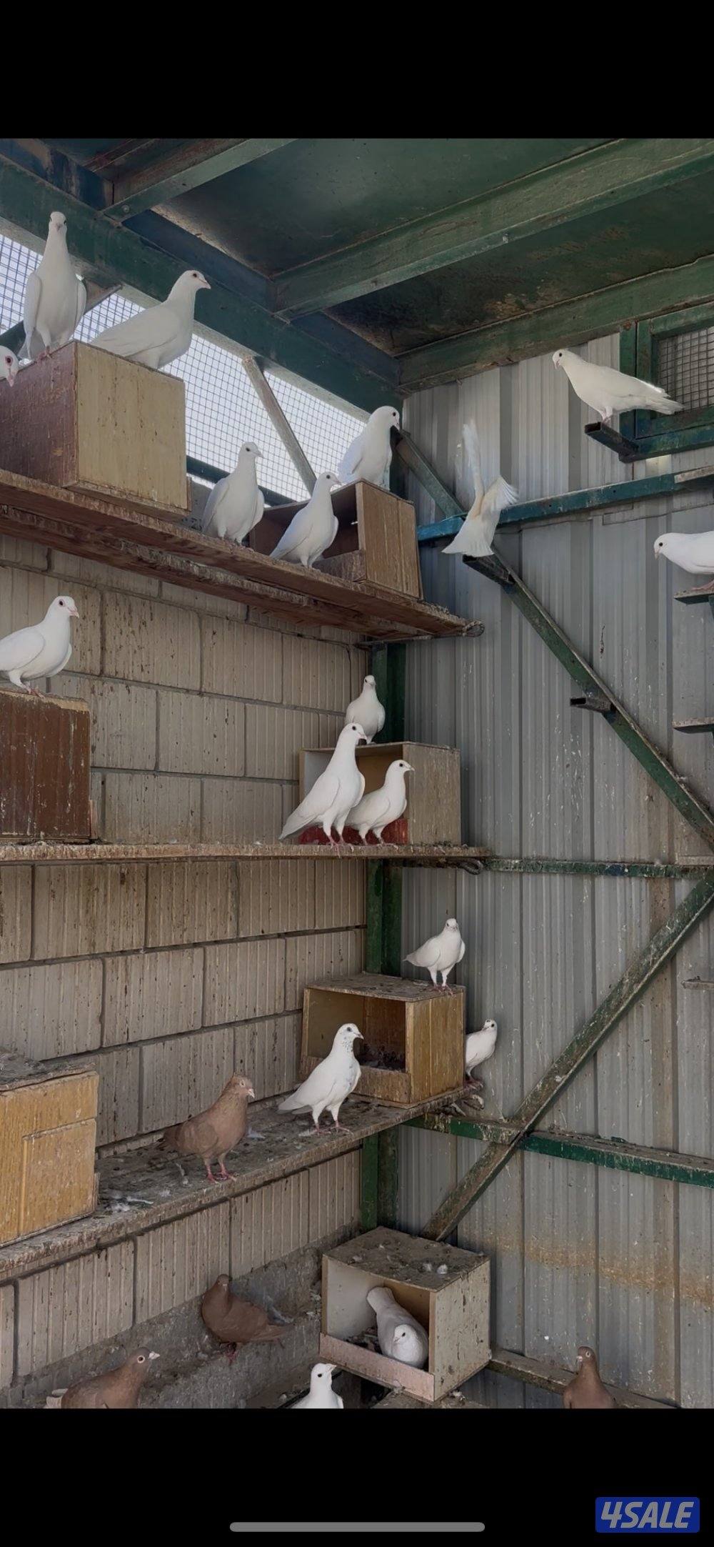 للبيع حمام لاحم1