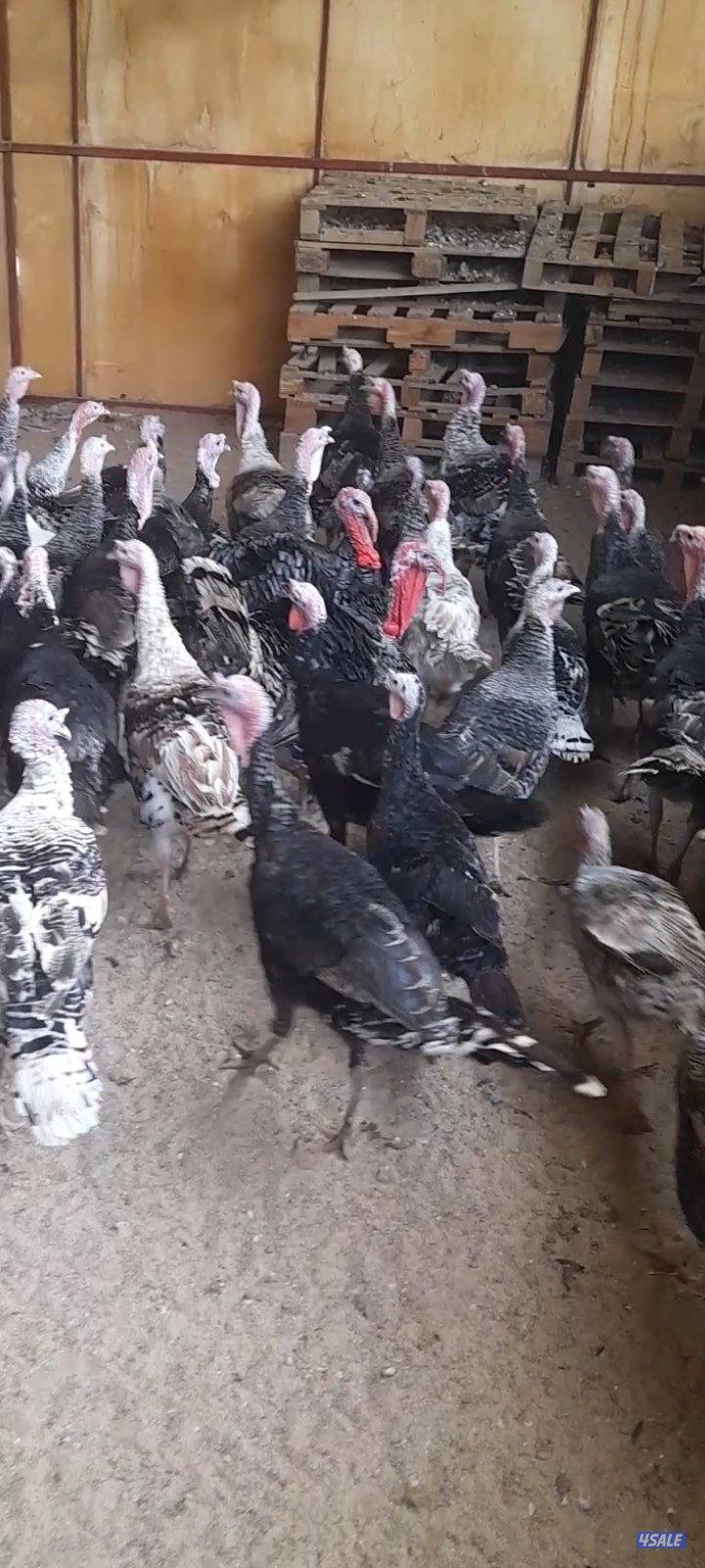 للبيع رومي جمله ومفرد1