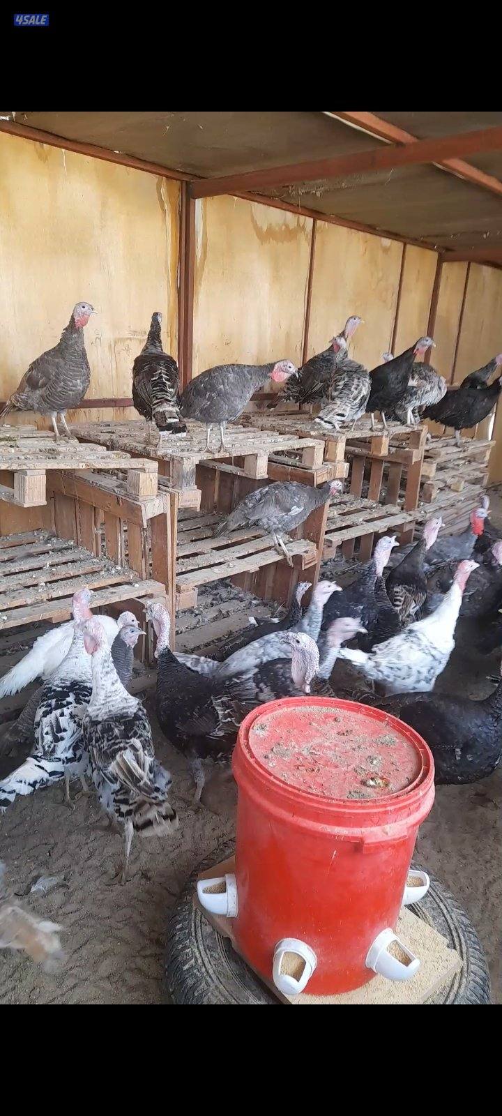 للبيع رومي جمله ومفرد2