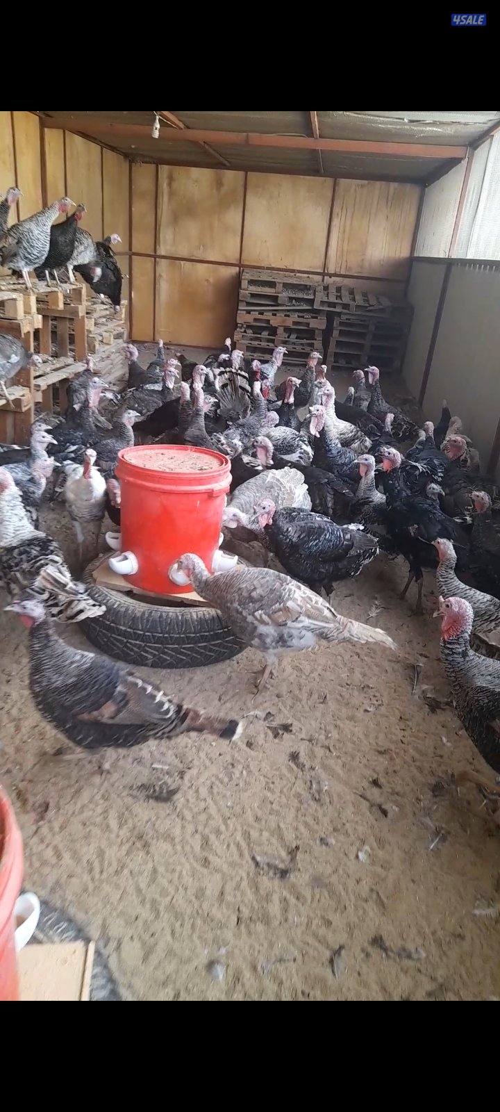 للبيع رومي جمله ومفرد3