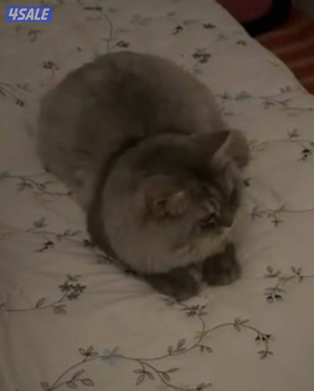 للتبني عمرها ٩ شهور مطعمه معاها كل اغراظها0