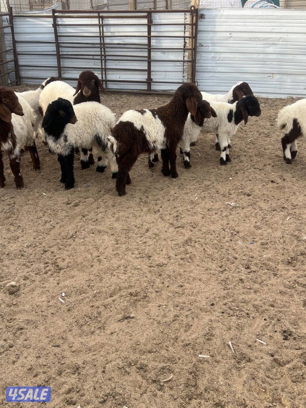 غنم نعيم مطافيل0