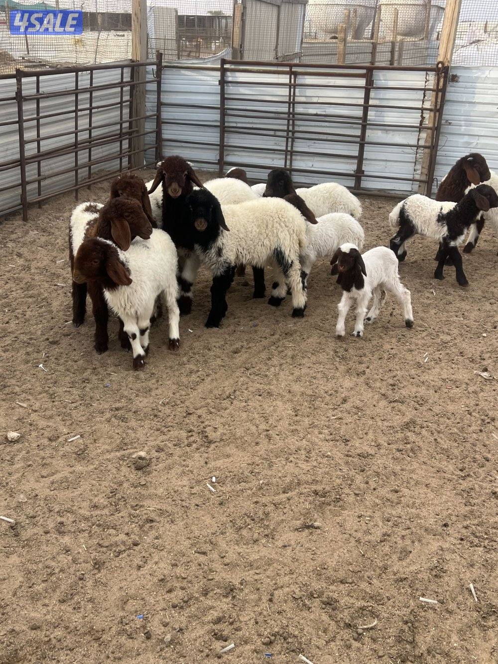 غنم نعيم مطافيل1