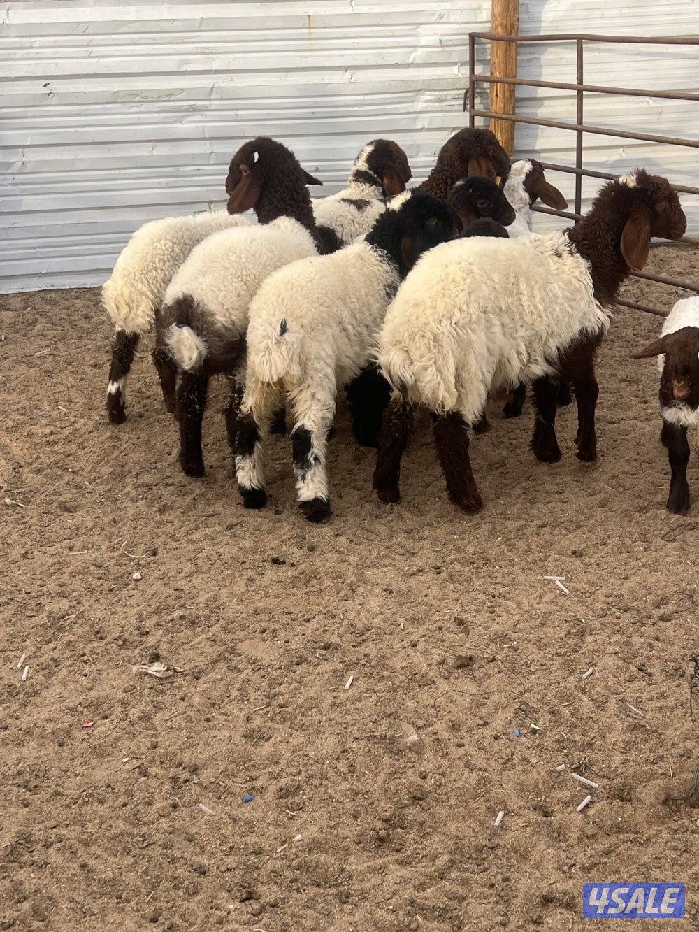 غنم نعيم مطافيل2