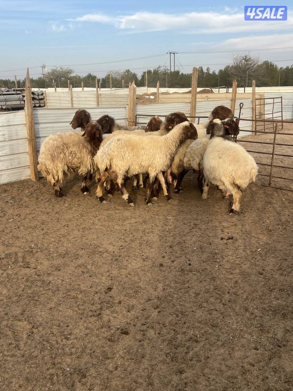 غنم نعيم مطافيل4