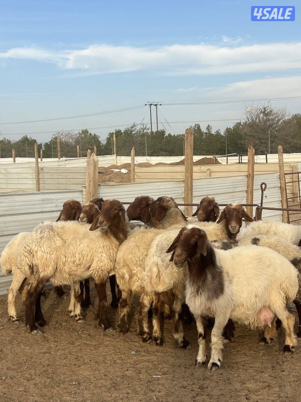 غنم نعيم مطافيل5