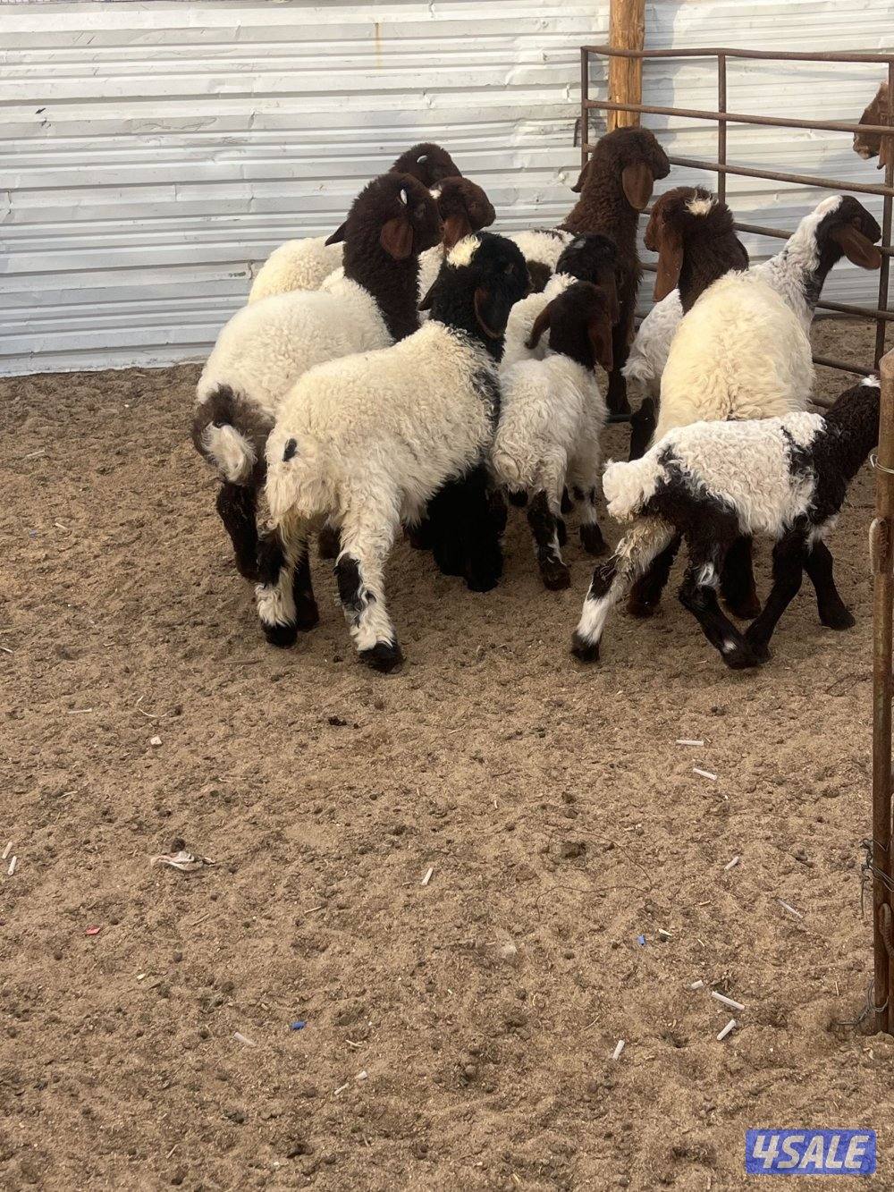 غنم نعيم مطافيل6