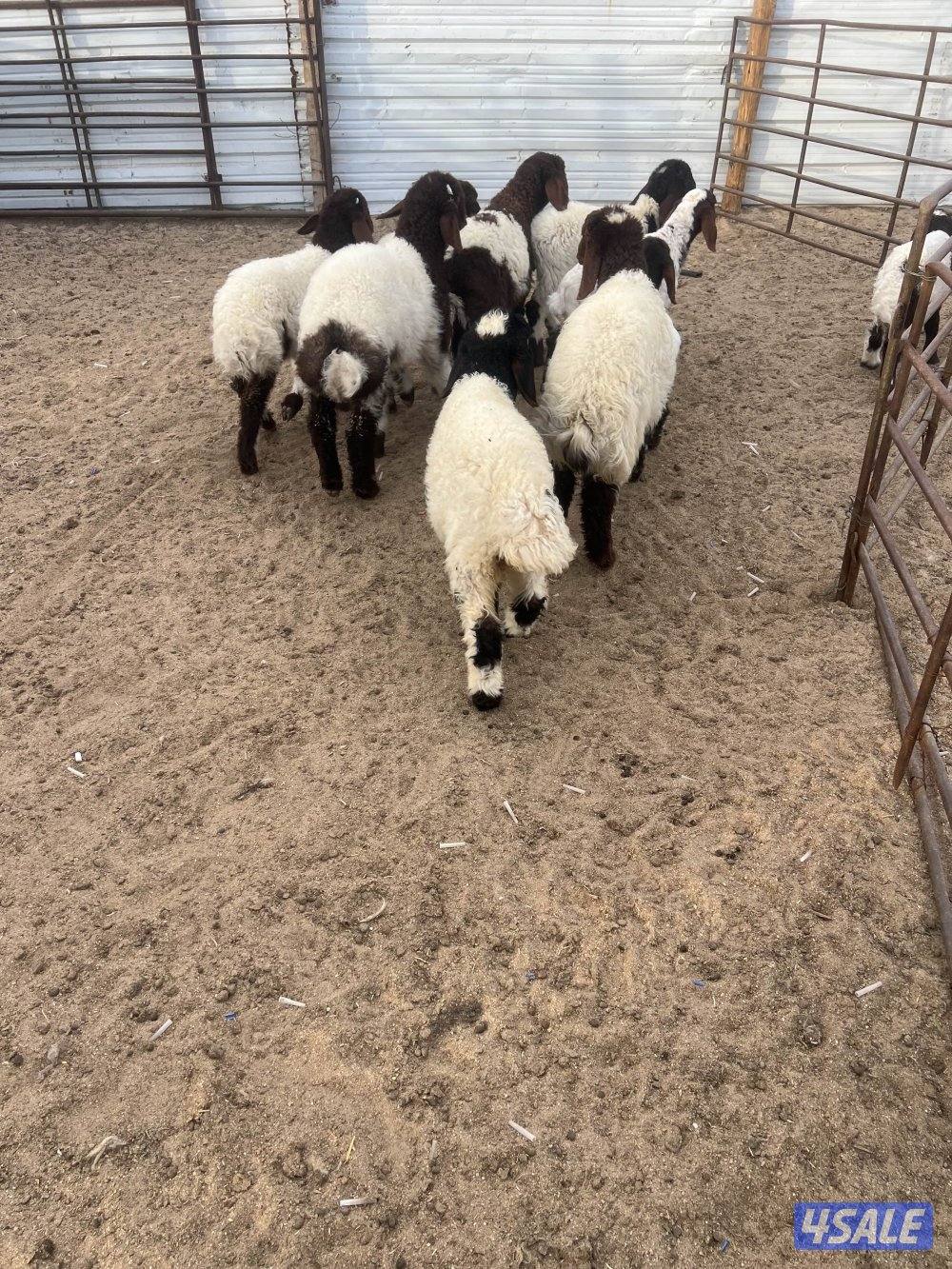 غنم نعيم مطافيل7