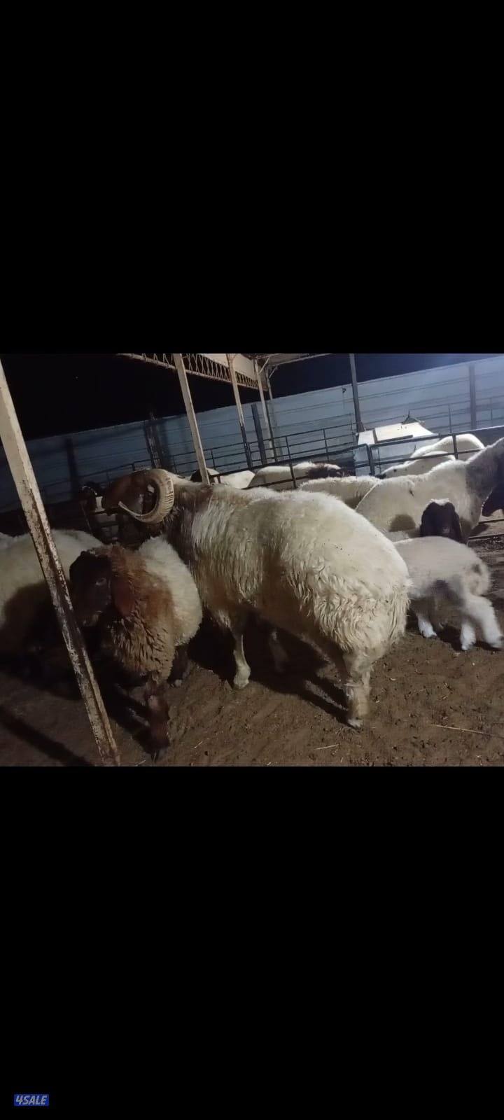 للبيع فحل شرط القريع1