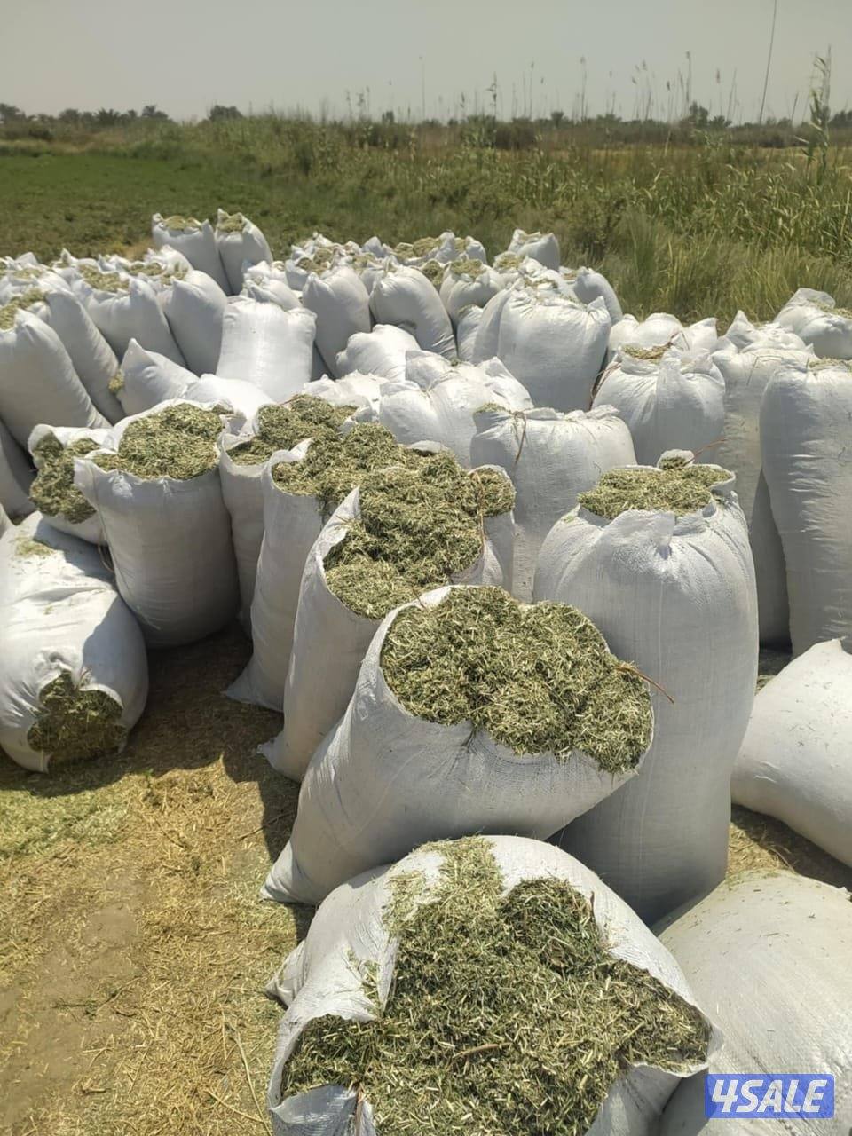 برسيم عراقي أكياس3