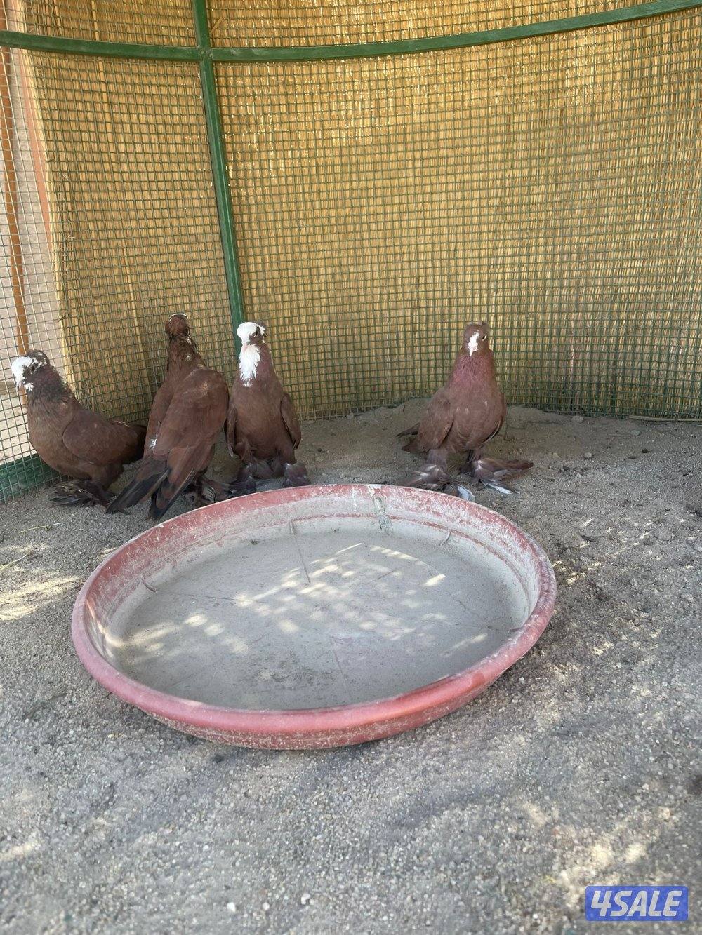 حمام بغدادي0