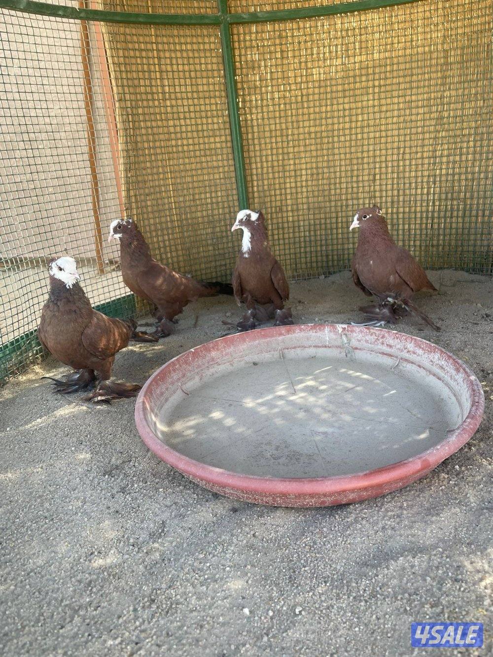 حمام بغدادي1