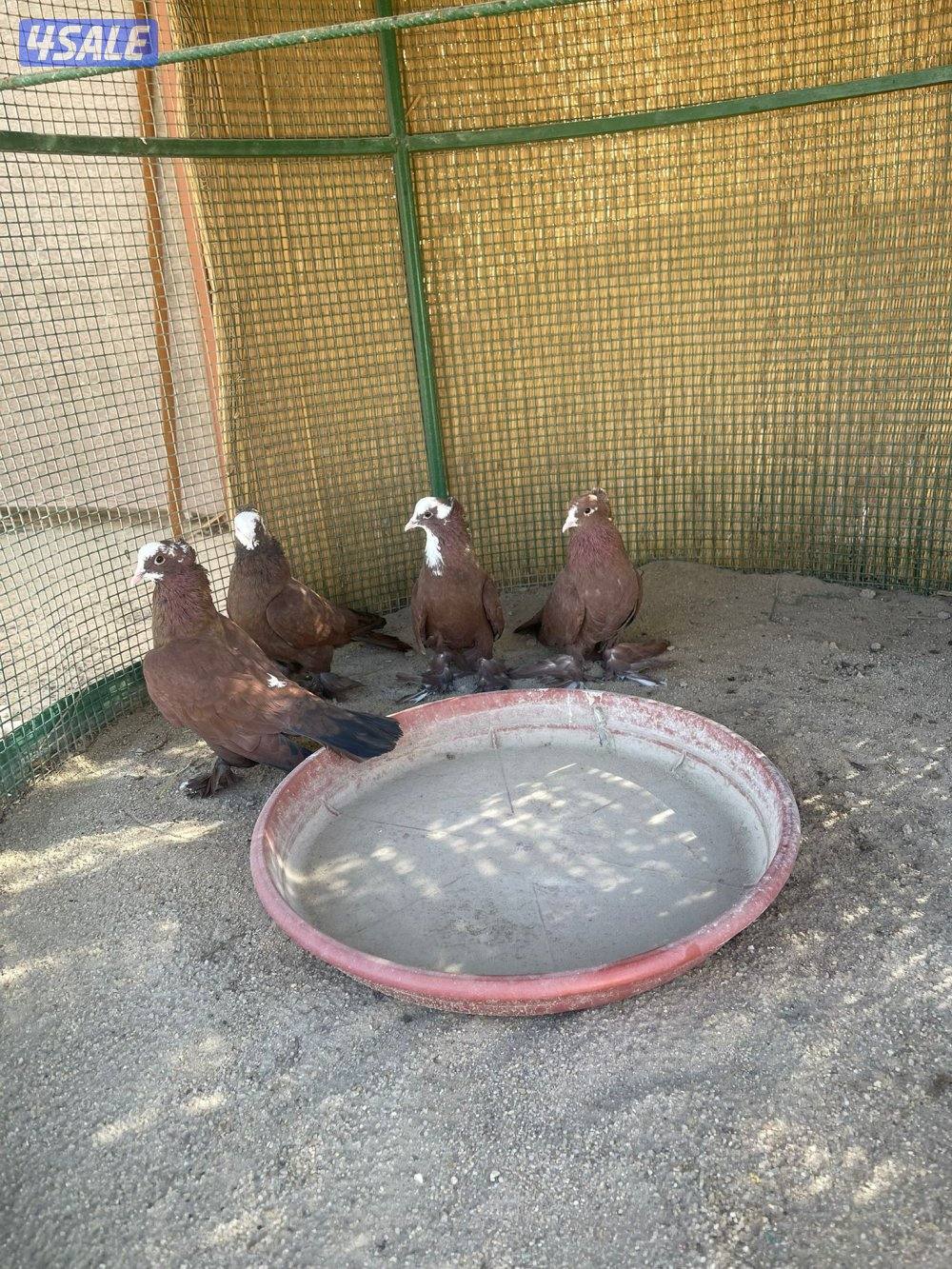 حمام بغدادي2