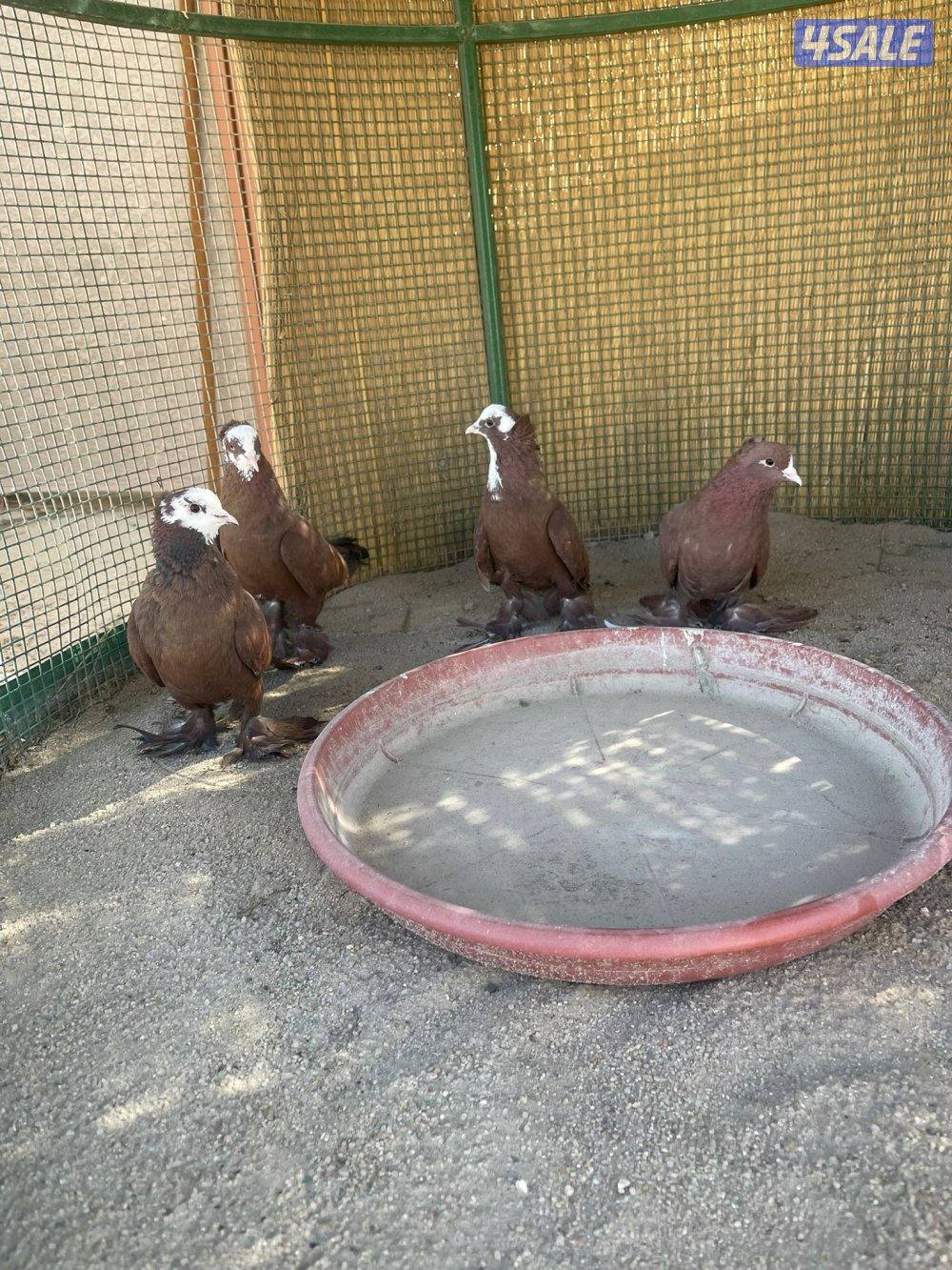 حمام بغدادي3