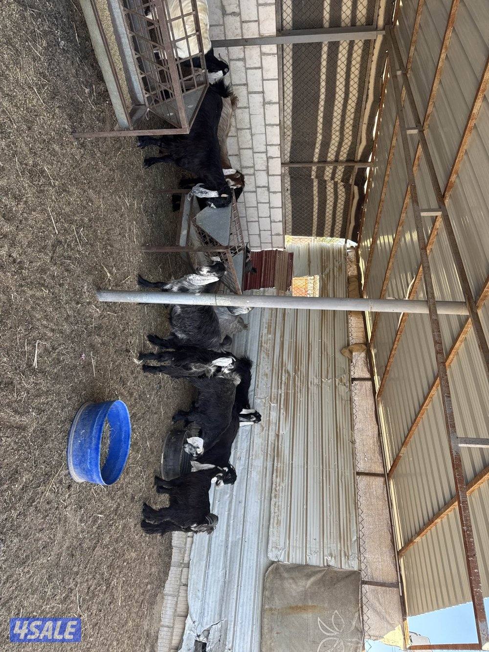 للبيع معزاء عوارض وضرايب في مصافيل ٢ والعدد١٦0