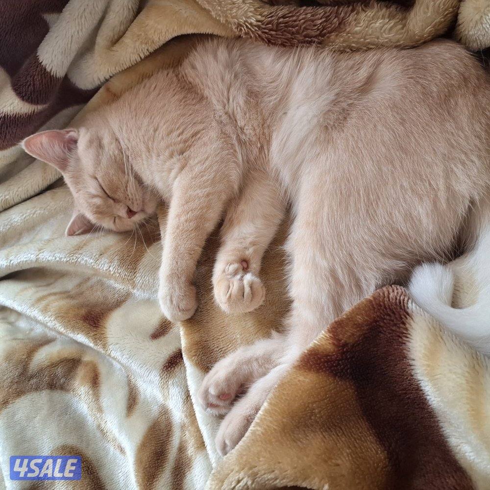 المهبولة قطعة ٢ شارع خلف   اوكسجين الصحي امام مانجو هايبر3