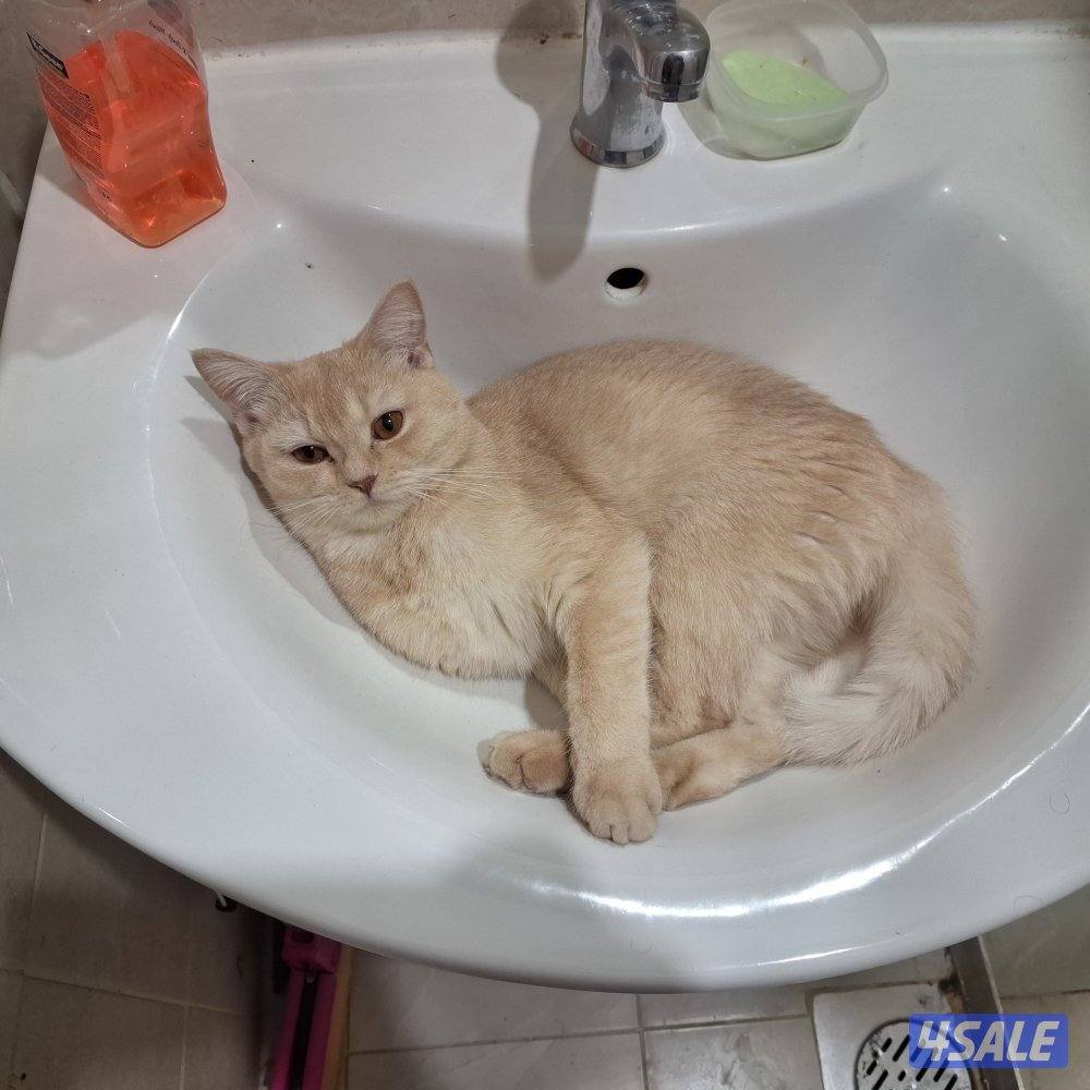 المهبولة قطعة ٢ شارع خلف   اوكسجين الصحي امام مانجو هايبر4