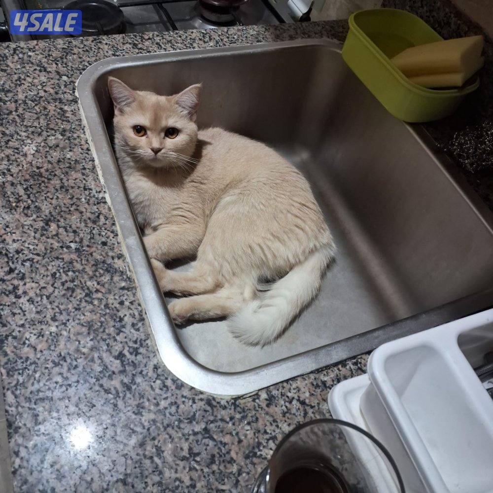 المهبولة قطعة ٢ شارع خلف   اوكسجين الصحي امام مانجو هايبر5