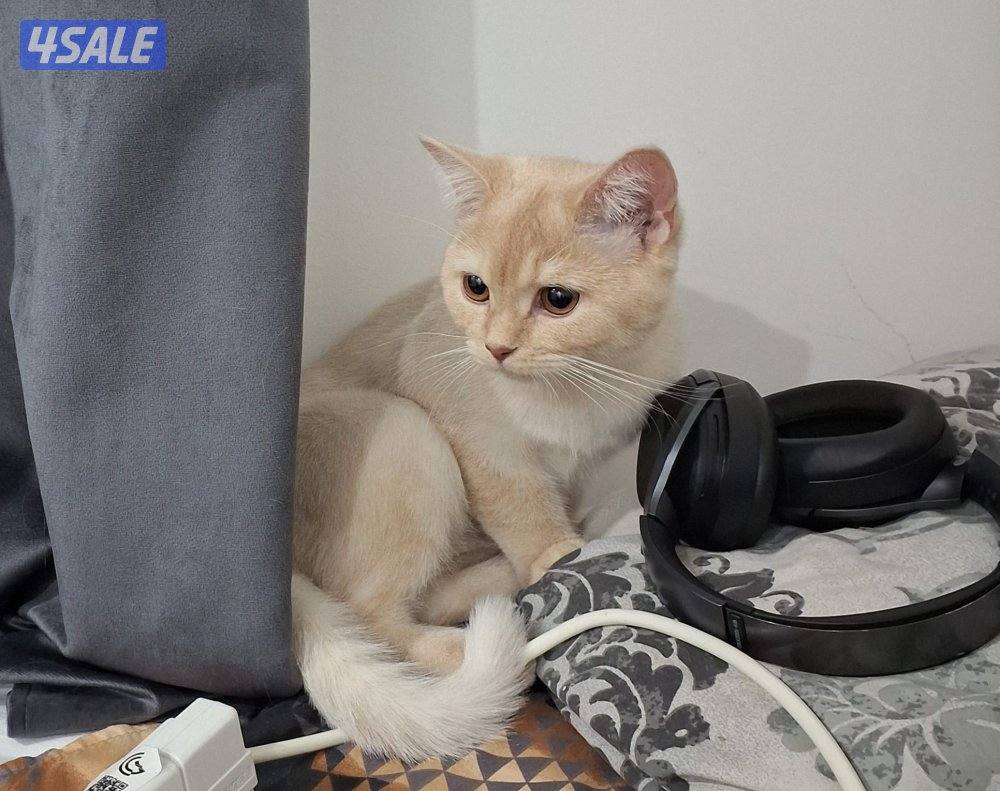 المهبولة قطعة ٢ شارع خلف   اوكسجين الصحي امام مانجو هايبر0