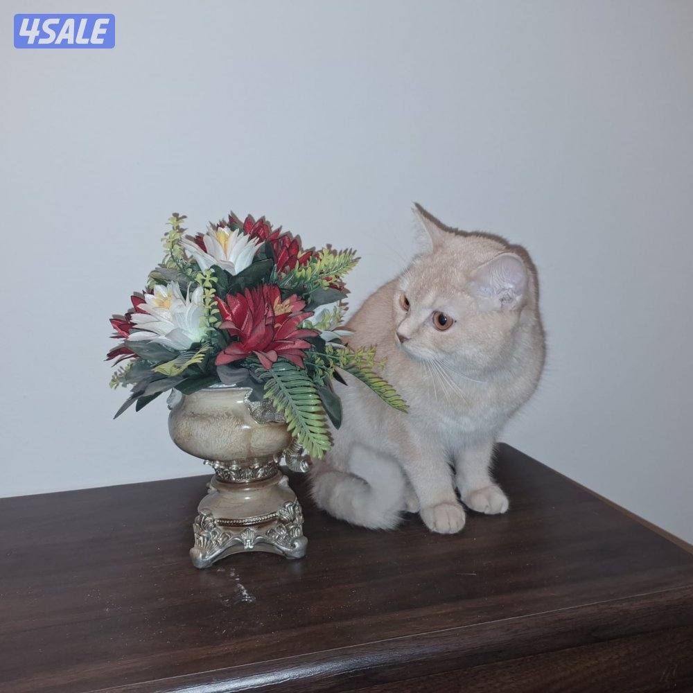 المهبولة قطعة ٢ شارع خلف   اوكسجين الصحي امام مانجو هايبر7