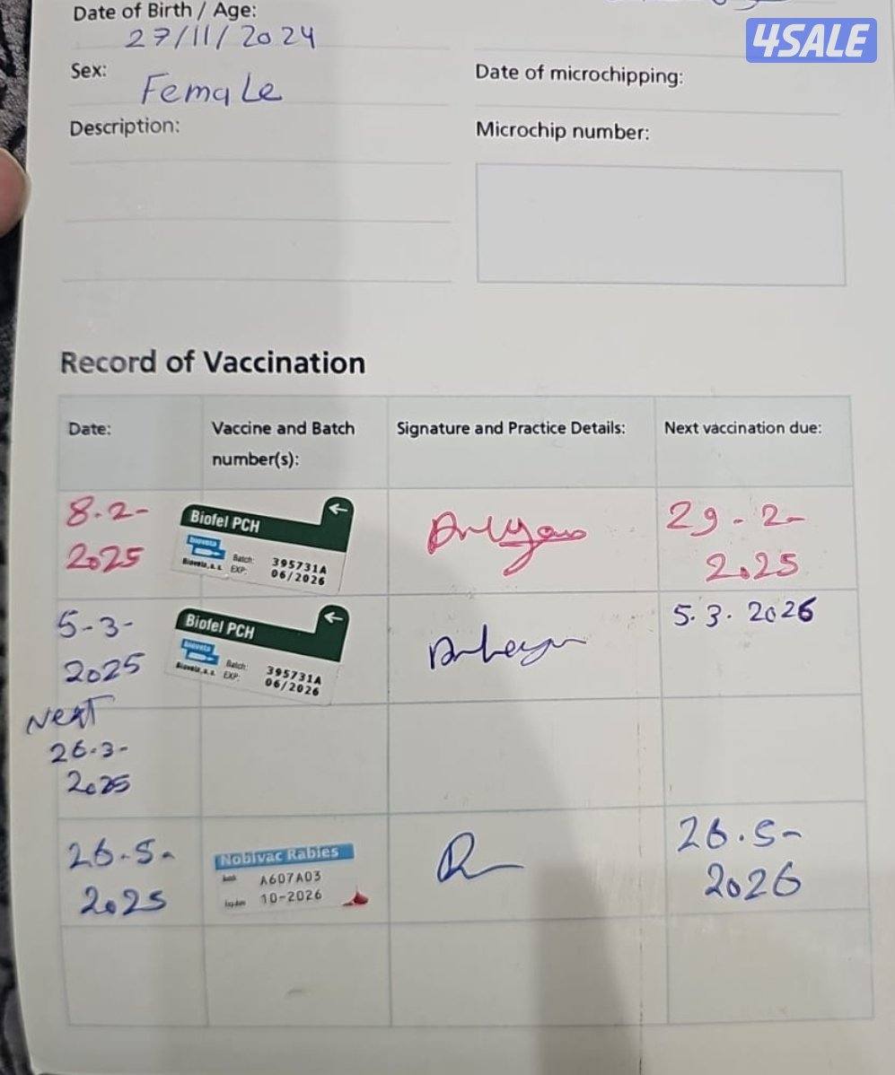 المهبولة قطعة ٢ شارع خلف   اوكسجين الصحي امام مانجو هايبر1