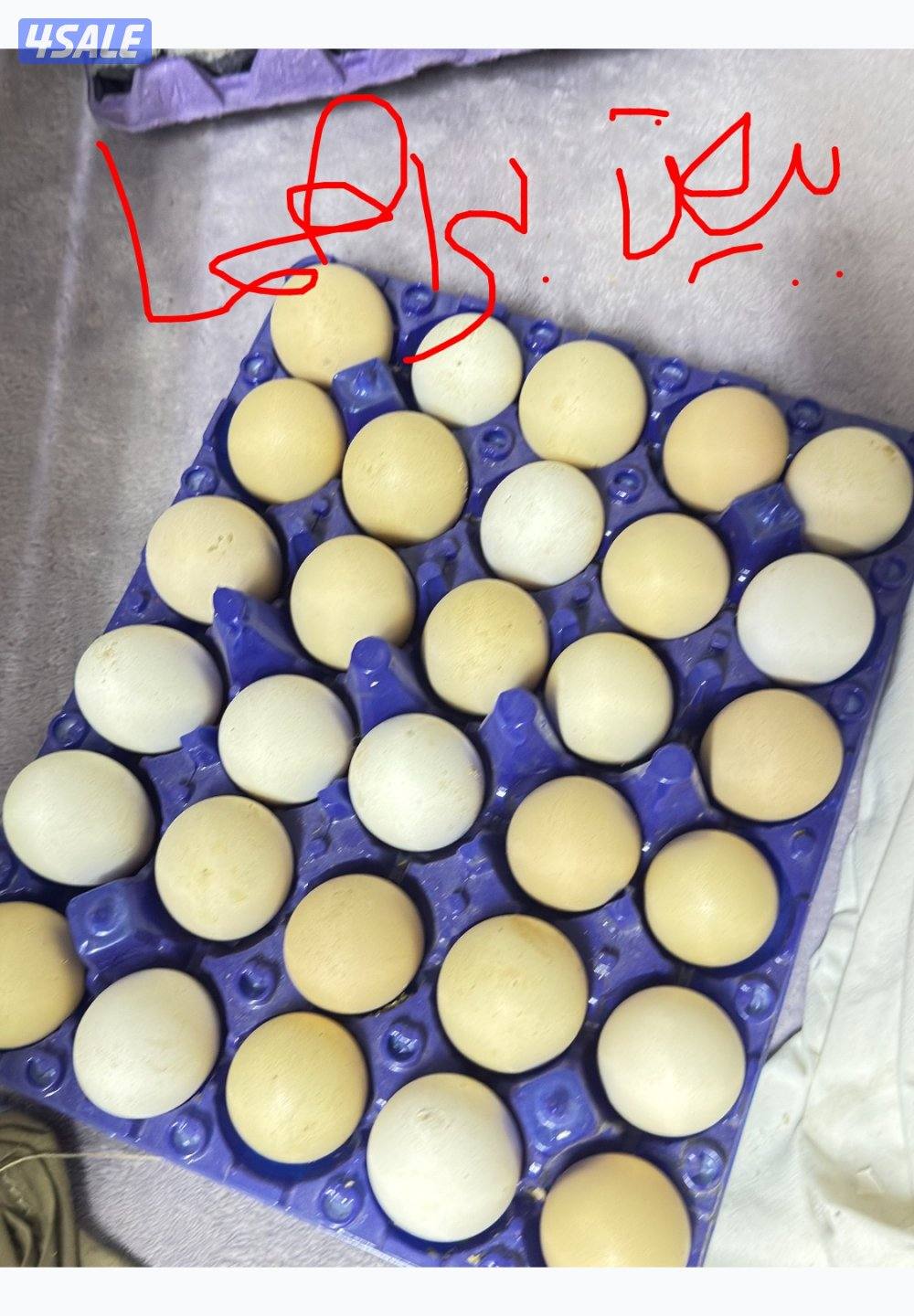 بيض دجاج عربي ترثه ودندراوي و فيومي المنيوم0