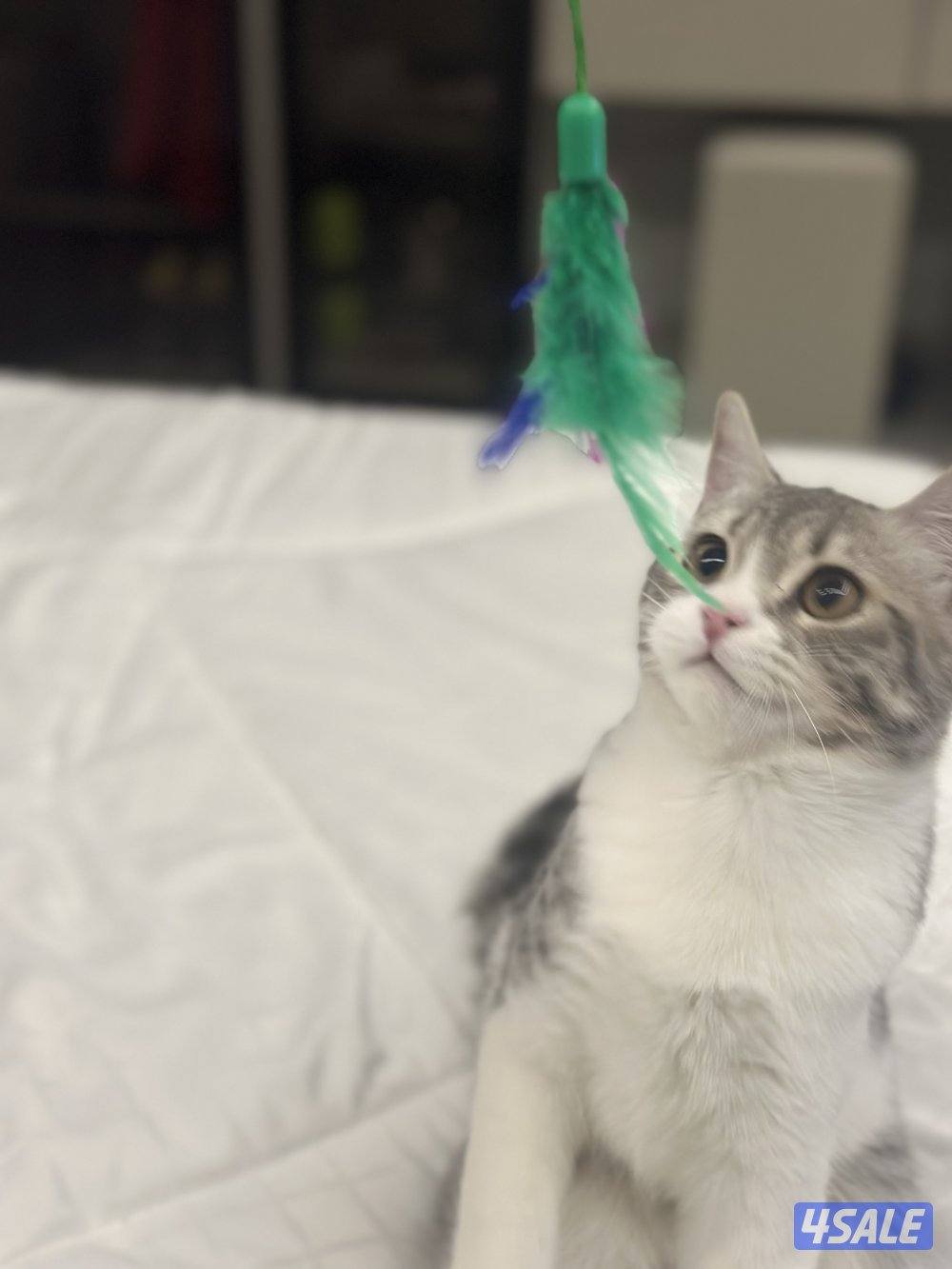 قط صغير للتبني - عمره ٦ شهور - سموكي 🐱0