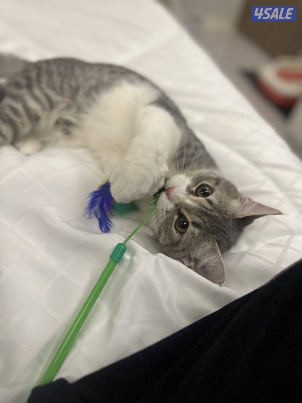 قط صغير للتبني - عمره ٦ شهور - سموكي 🐱1