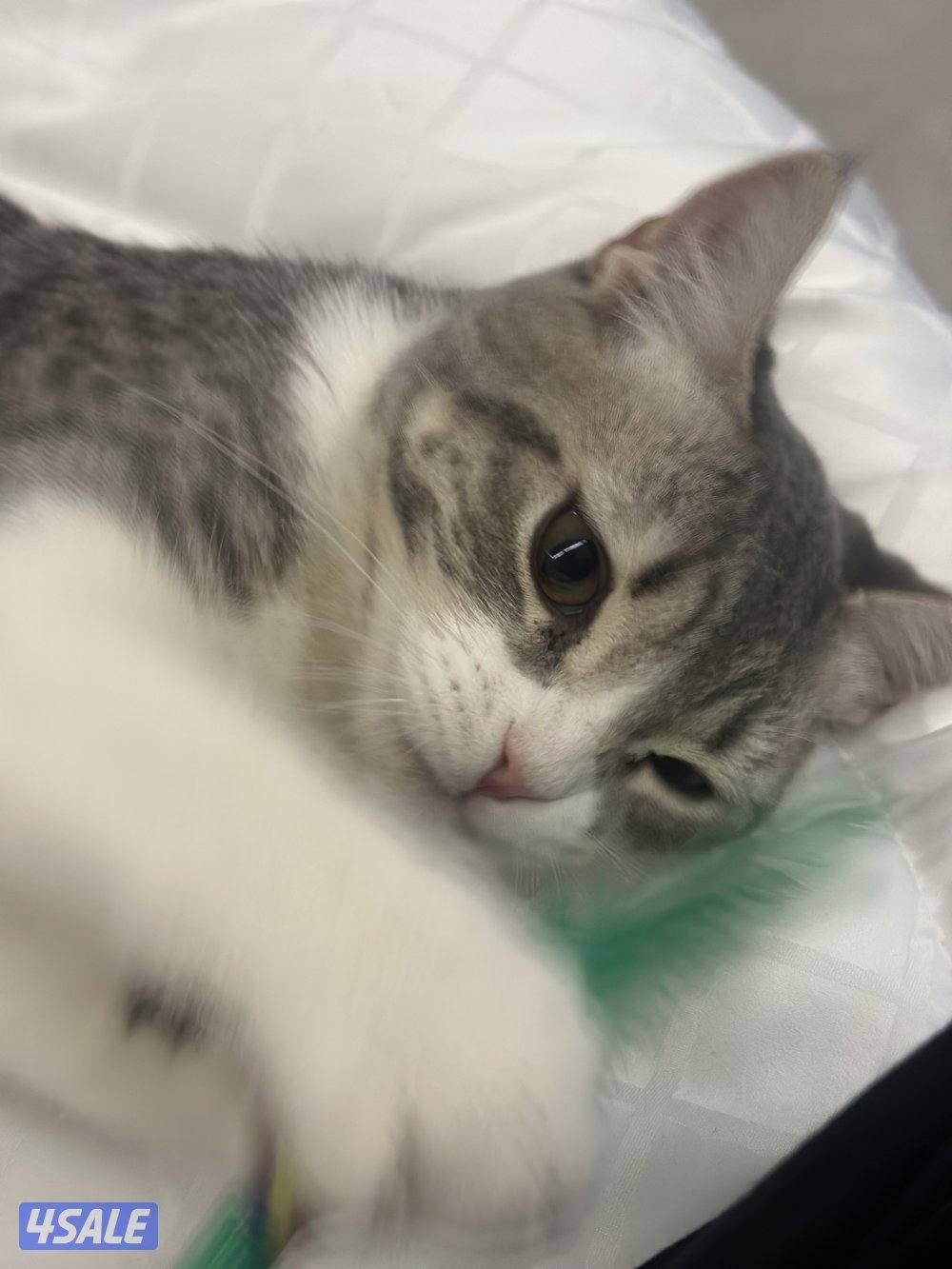 قط صغير للتبني - عمره ٦ شهور - سموكي 🐱2