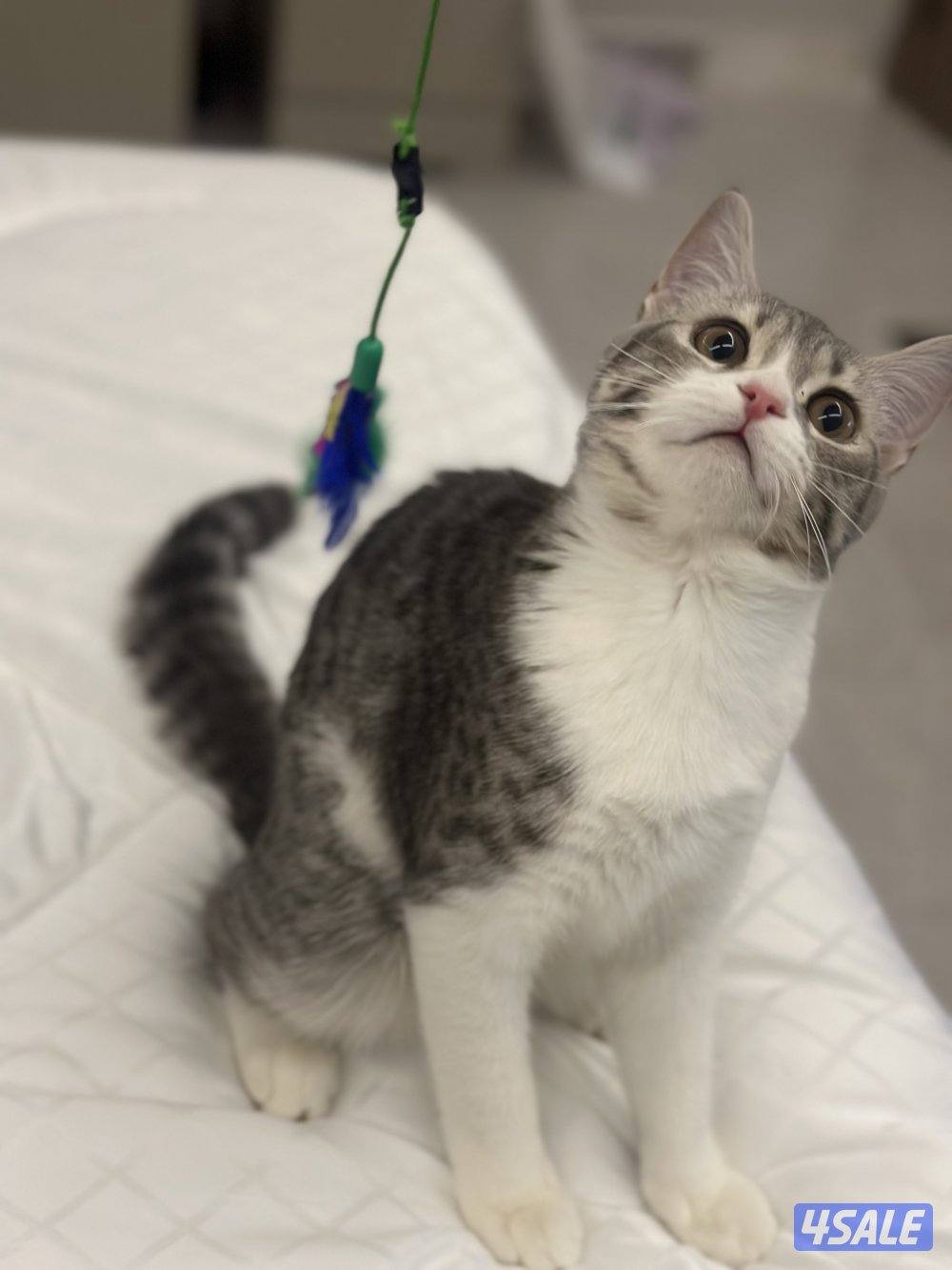قط صغير للتبني - عمره ٦ شهور - سموكي 🐱3