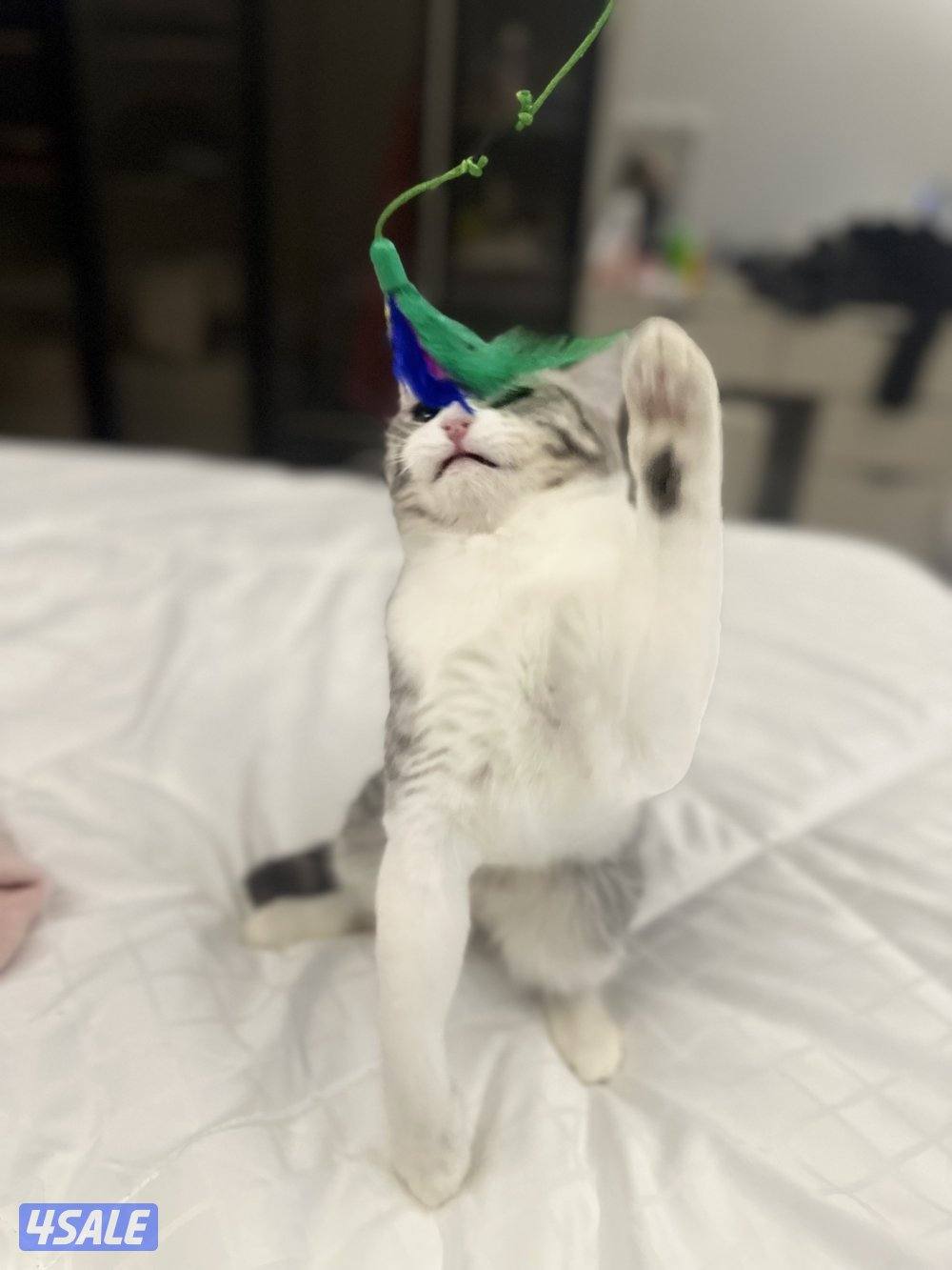 قط صغير للتبني - عمره ٦ شهور - سموكي 🐱4