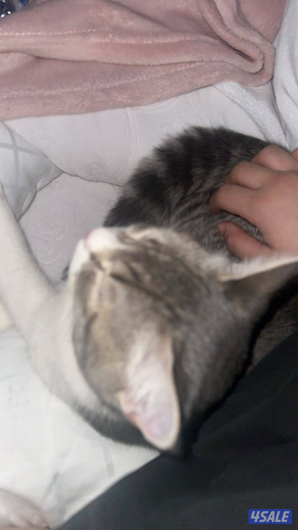 قط صغير للتبني - عمره ٦ شهور - سموكي 🐱5