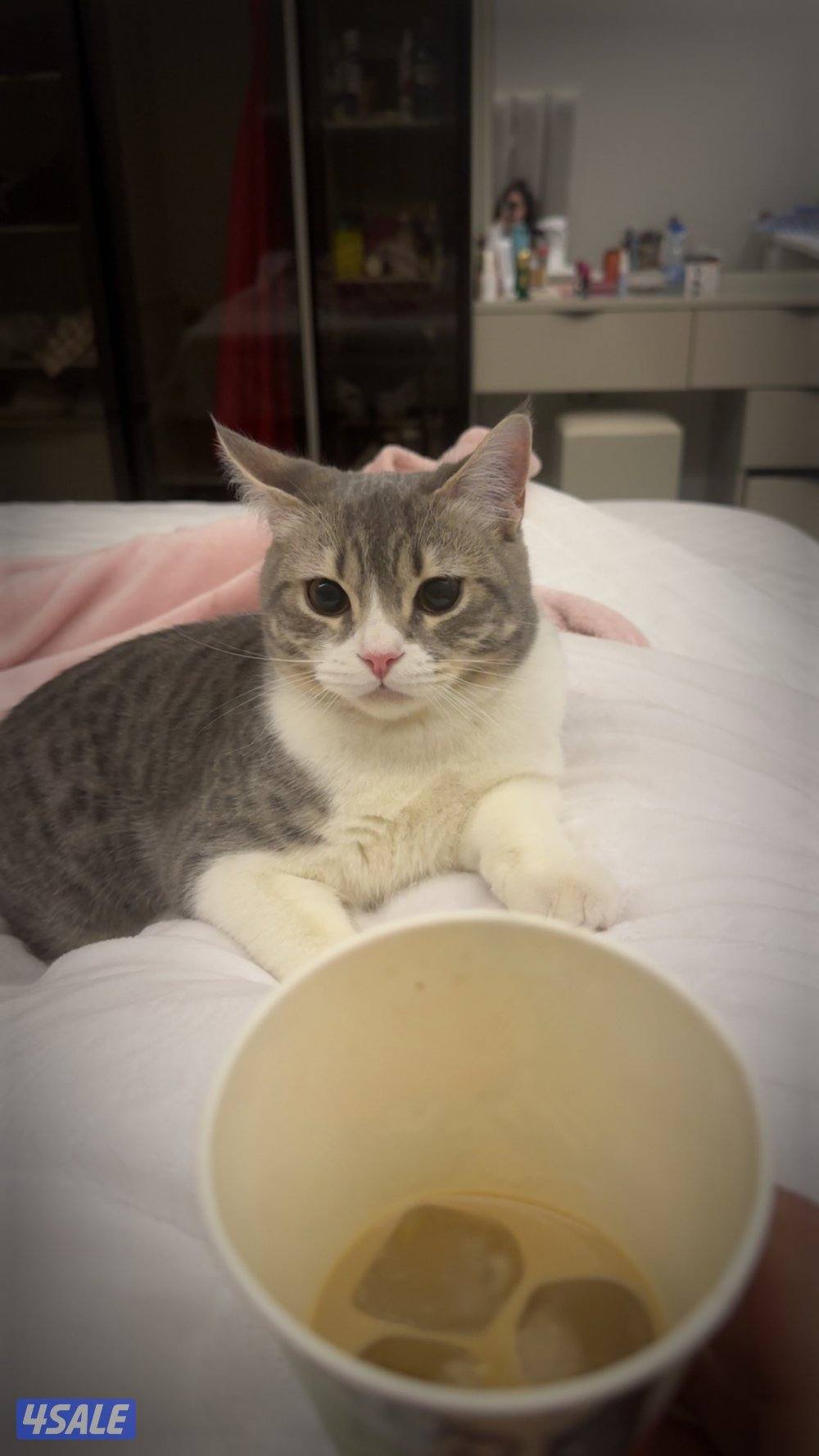 قط صغير للتبني - عمره ٦ شهور - سموكي 🐱7