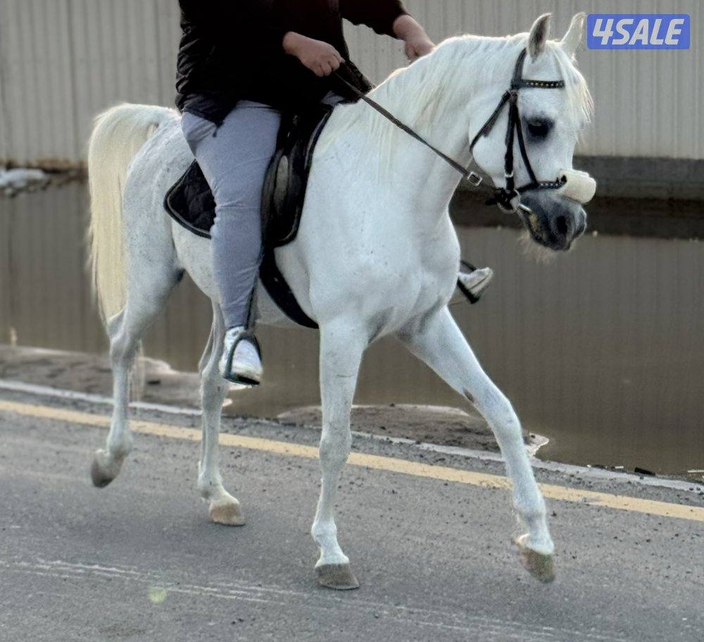 للبيع حصان مصري فاخر0
