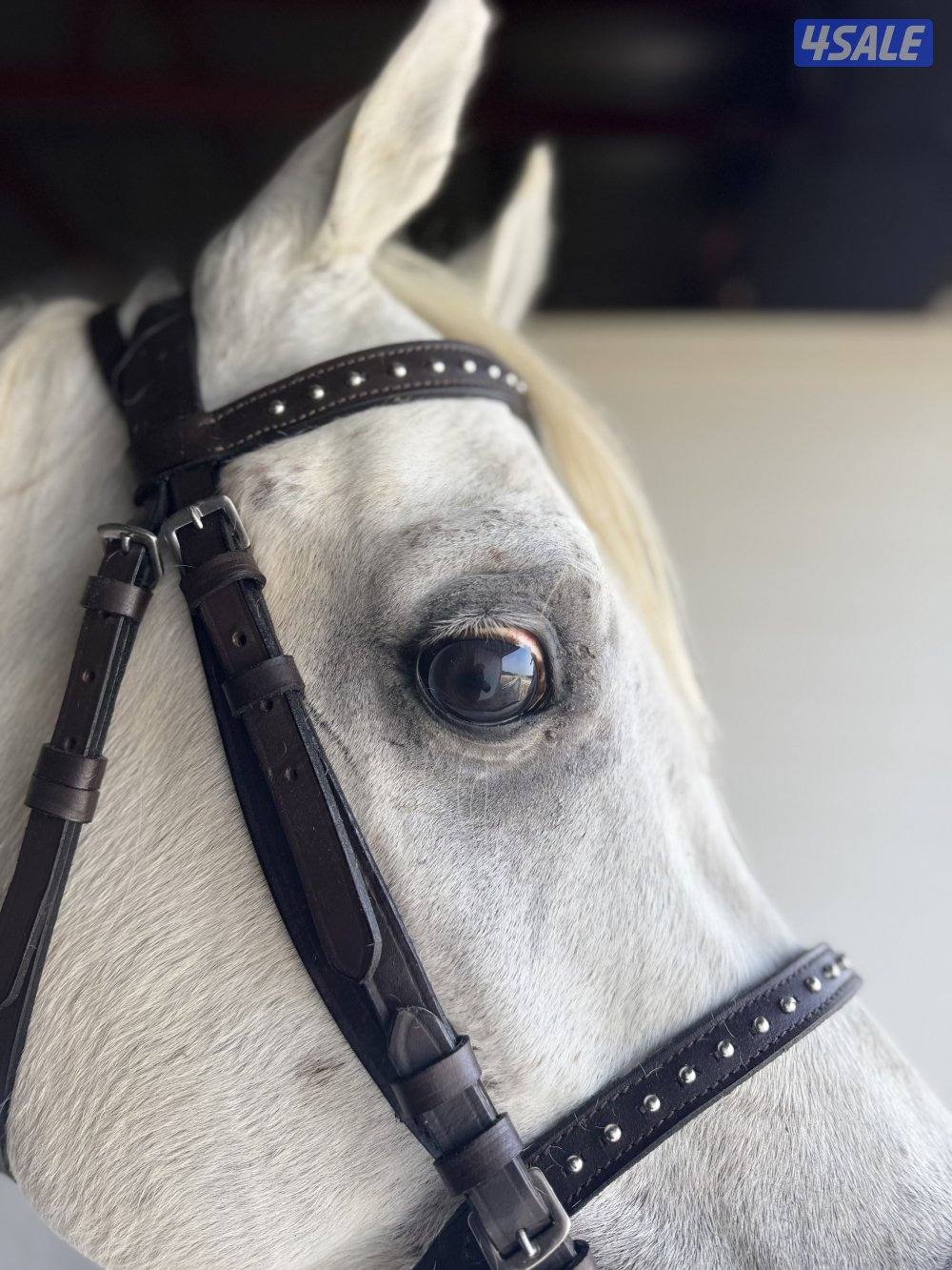 للبيع حصان مصري فاخر1