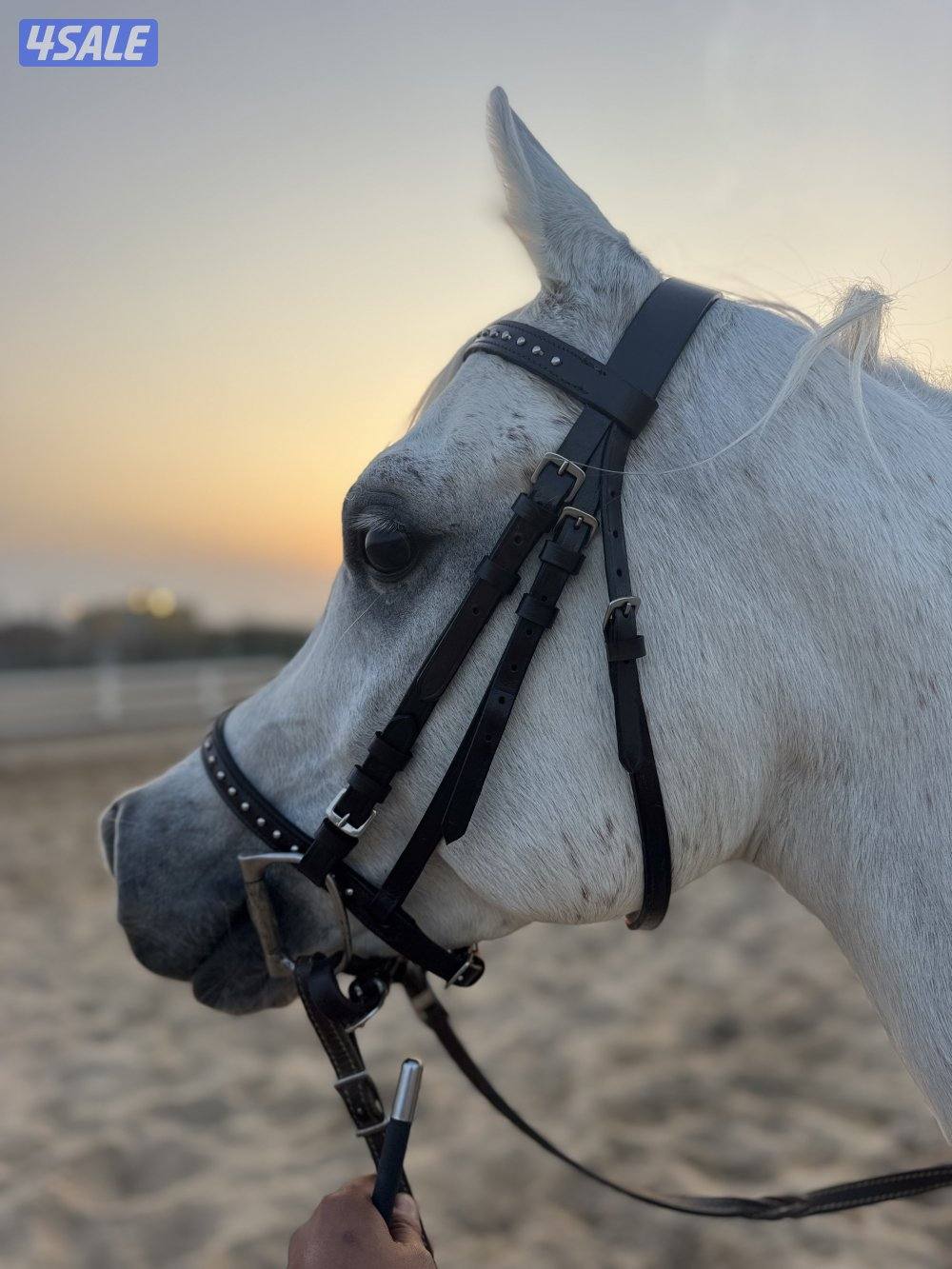 للبيع حصان مصري فاخر2