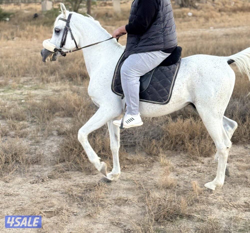 للبيع حصان مصري فاخر3