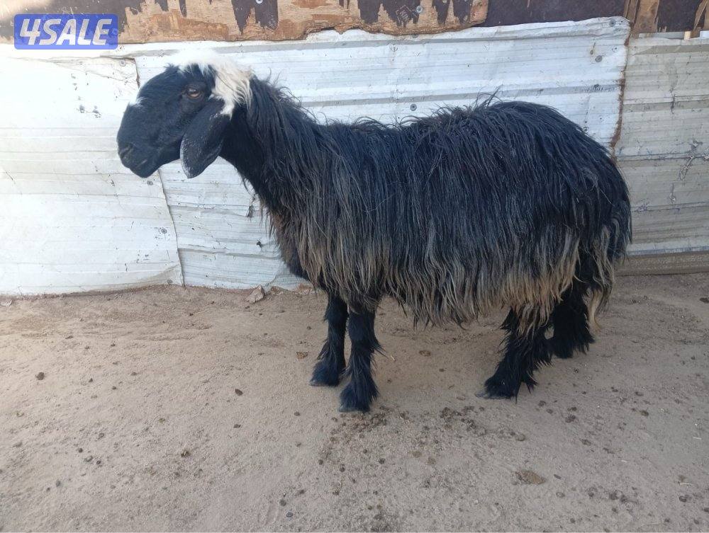 البيع نعجه دعيه0